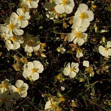 Helianthemum apenninum Vekstform