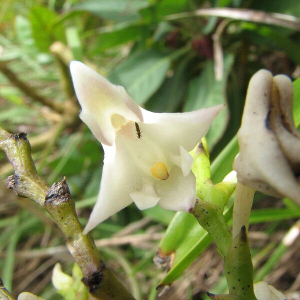 Polystachya albescens Flor