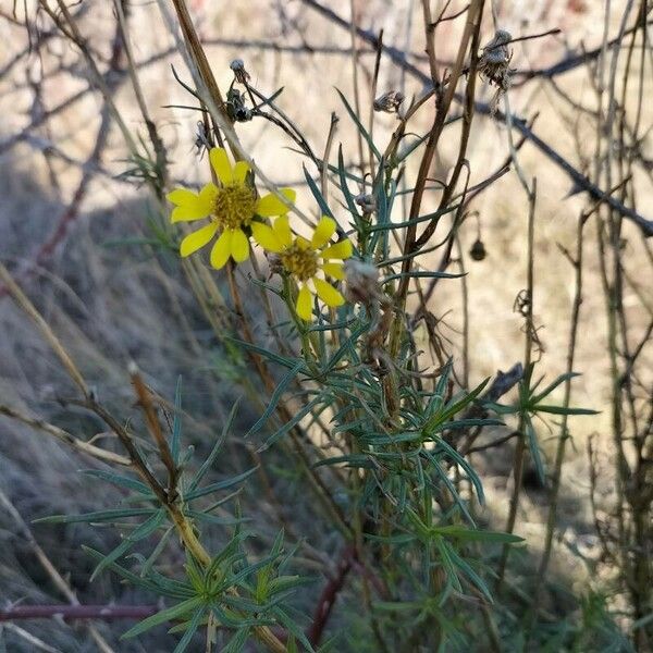 Senecio inaequidens പുഷ്പം