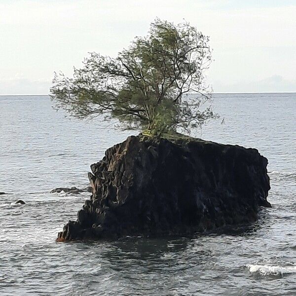 Casuarina equisetifolia 葉