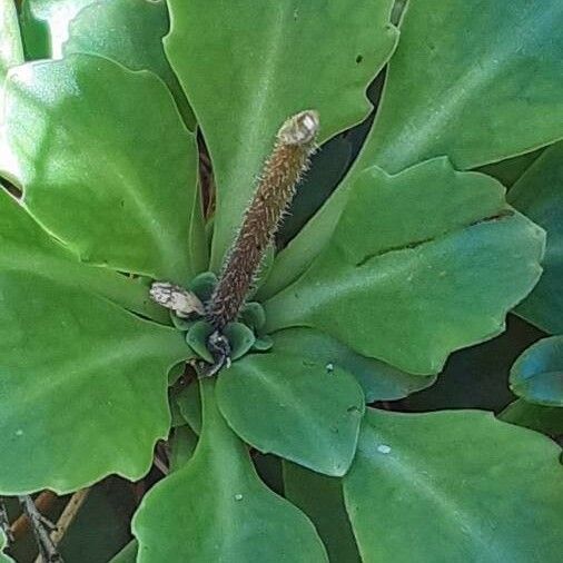 Saxifraga cuneifolia 葉