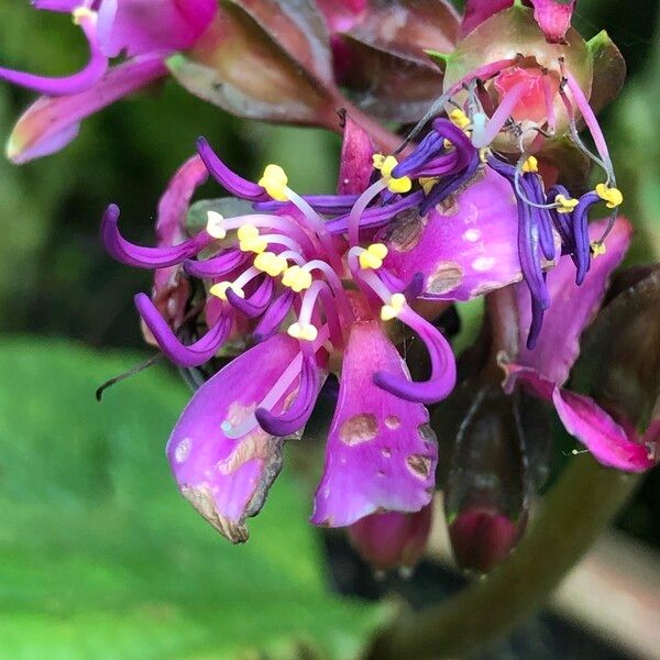 Tigridiopalma magnifica Flor