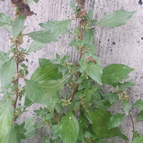 Parietaria officinalis Flower