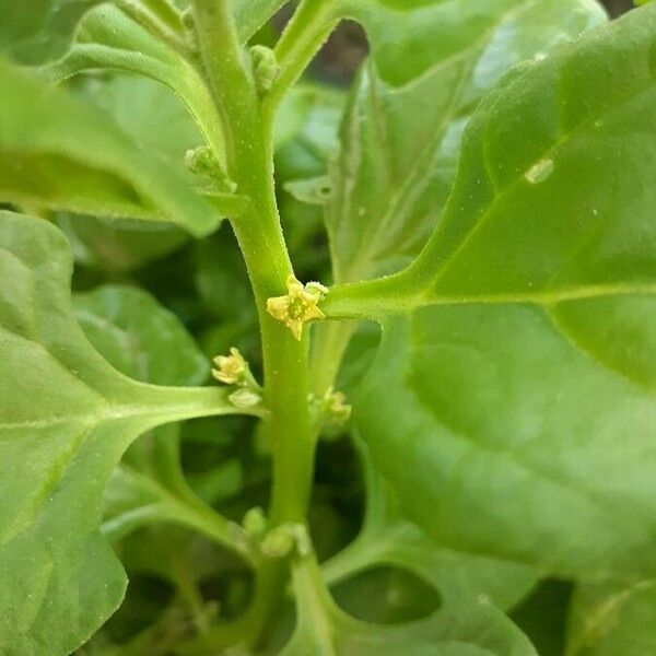 Tetragonia tetragonoides Flower