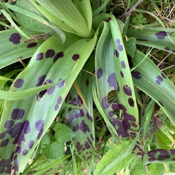 Orchis mascula Frunză