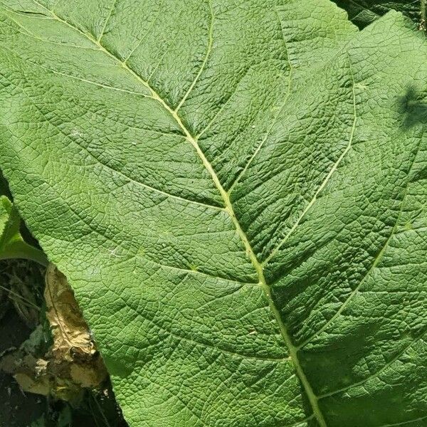 Inula helenium Hoja