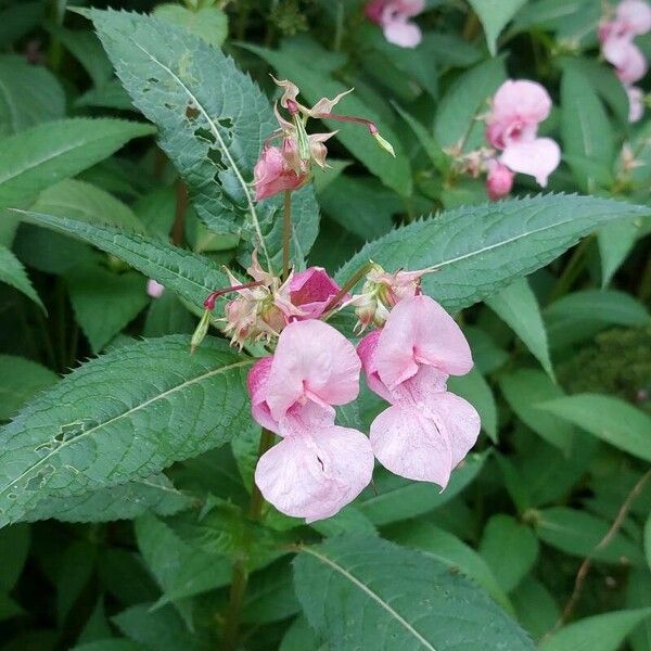 Impatiens glandulifera Kwiat