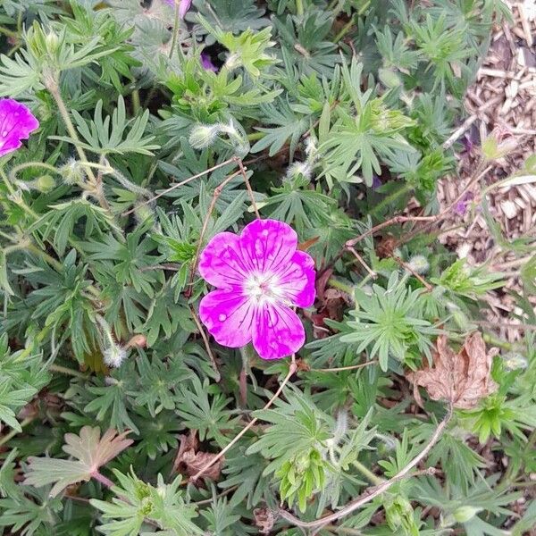 Geranium sanguineum 形态