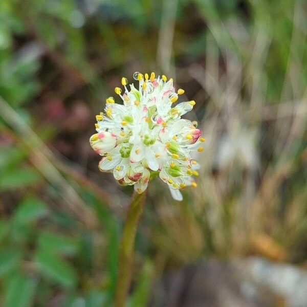 Triantha glutinosa Blüte