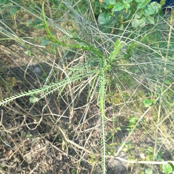 Parkinsonia aculeata 叶