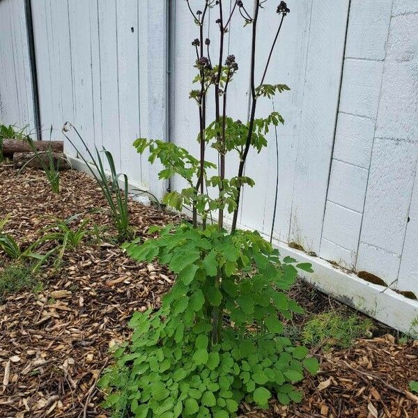 Thalictrum occidentale Folha