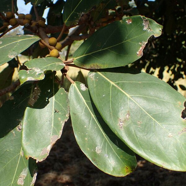 Ficus lutea Leht