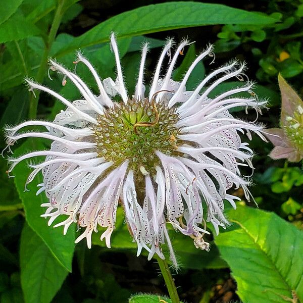 Monarda bradburiana Flower