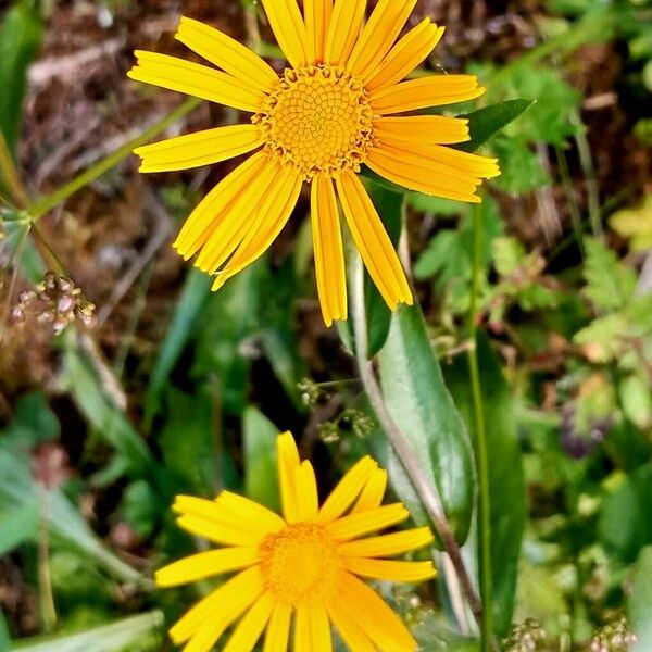 Buphthalmum salicifolium Flower