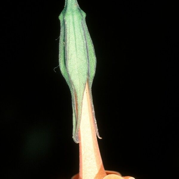 Markea coccinea