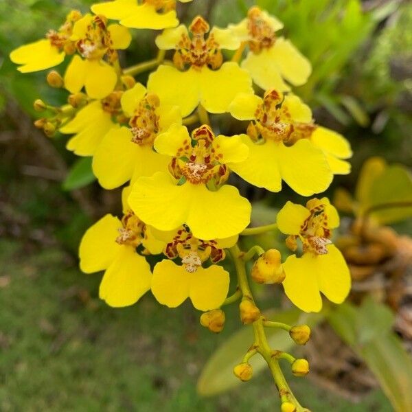 Oncidium baueri Flor