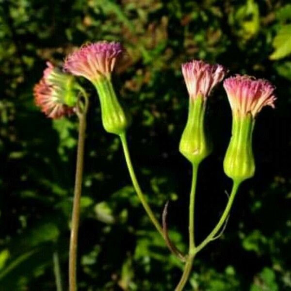 Emilia coccinea Flower