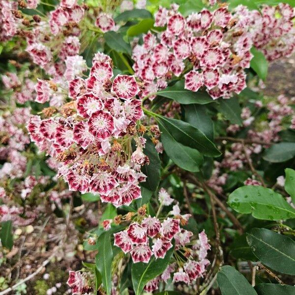 Kalmia latifolia Flower