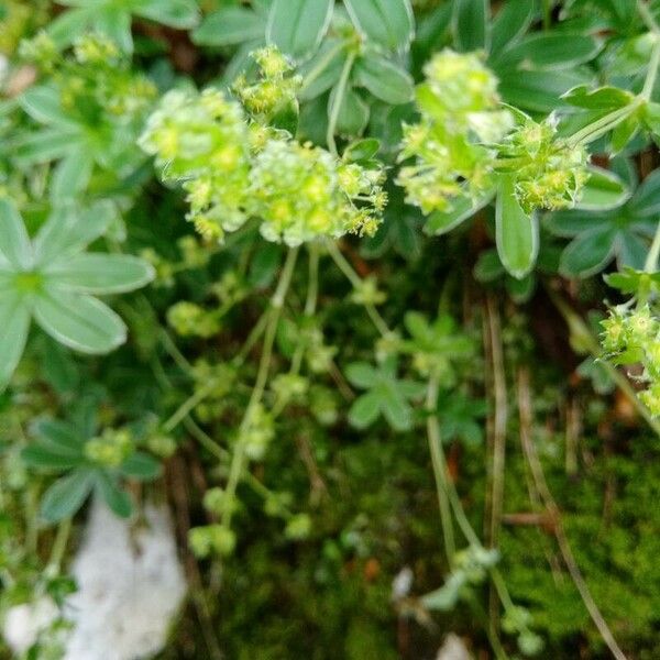 Alchemilla alpina Flower