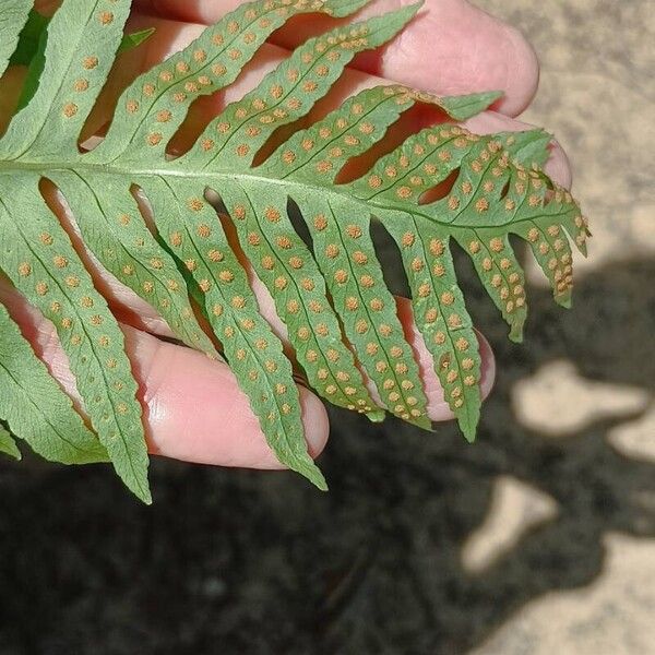 Polypodium cambricum 葉