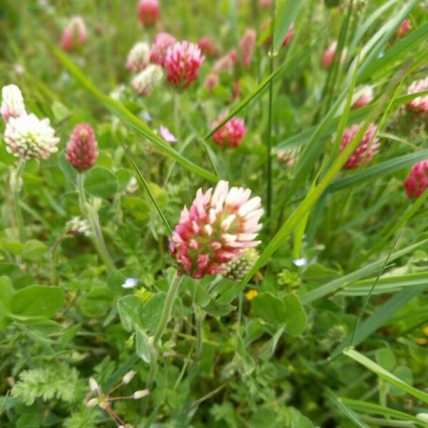 Trifolium incarnatum Агульны выгляд