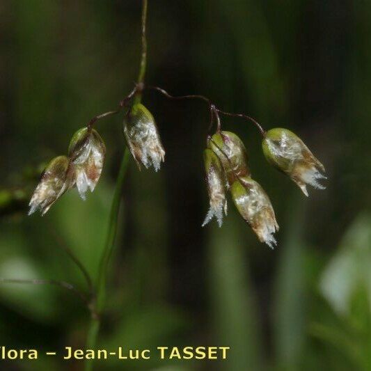 Hierochloe odorata 花