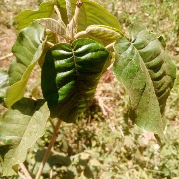 Croton megalocarpus Blad