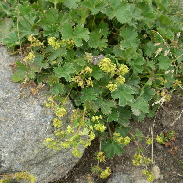 Alchemilla vetteri موطن