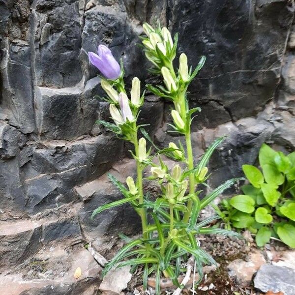 Campanula speciosa Кветка