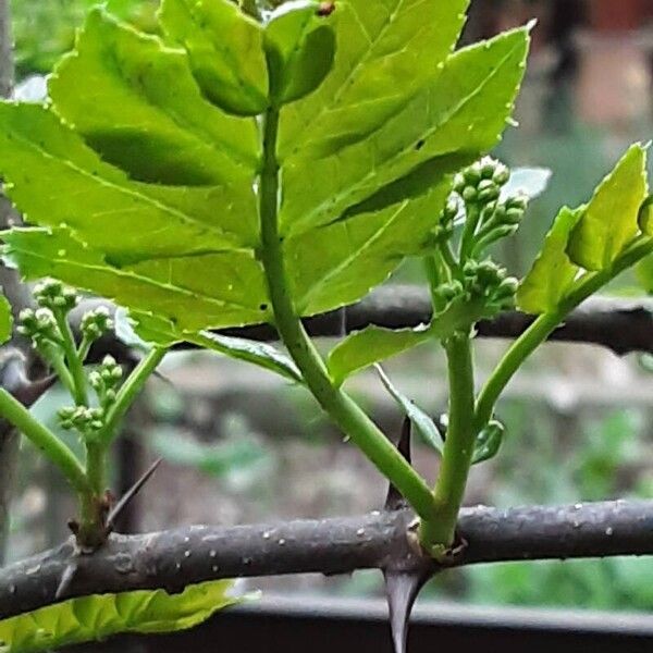 Zanthoxylum piperitum Blad