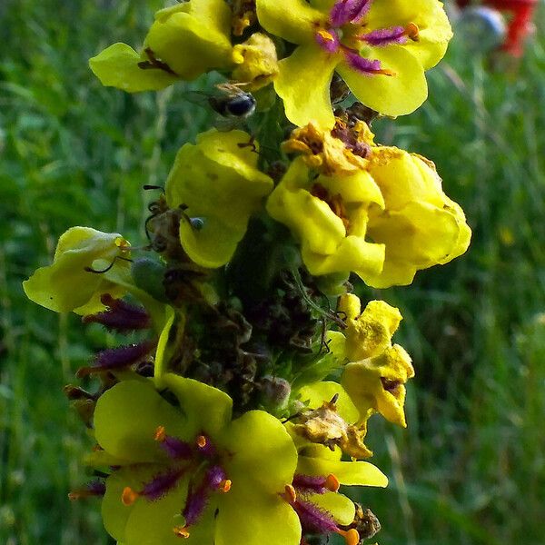 Verbascum nigrum Flower