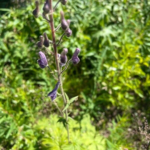 Aconitum septentrionale Kwiat