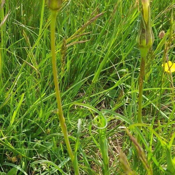 Tragopogon pratensis 形態