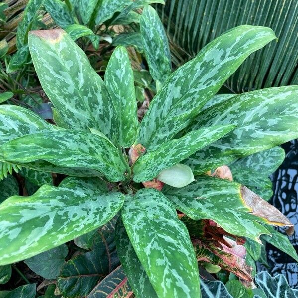 Aglaonema nitidum Folha