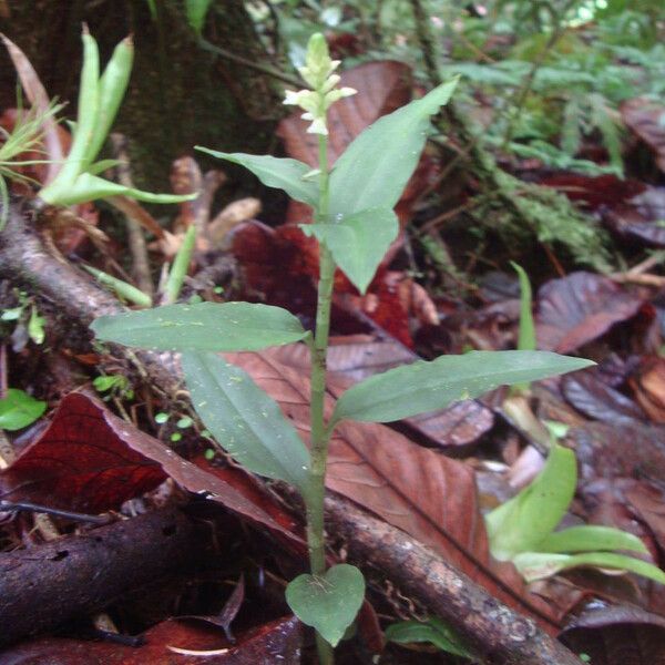 Aspidogyne querceticola Habit