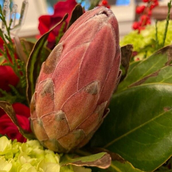 Rhododendron haematodes Blomst