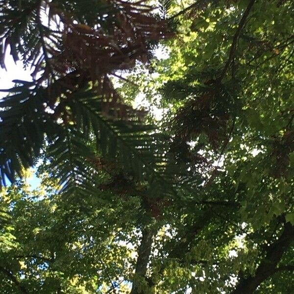 Sequoia sempervirens Leaf