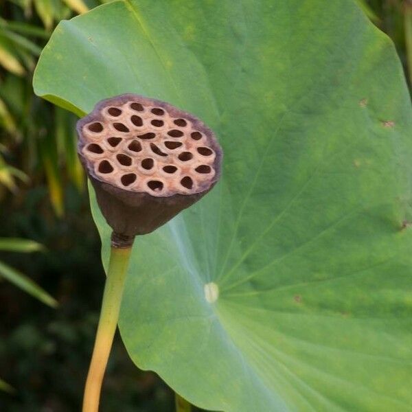 Nelumbo nucifera Plod