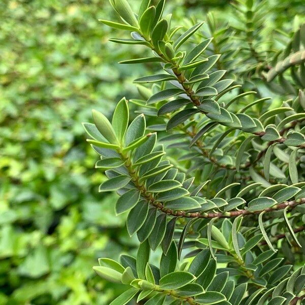 Veronica brachysiphon Leaf