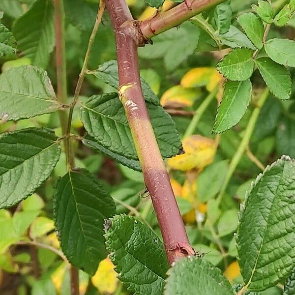 Rosa banksiae Bark