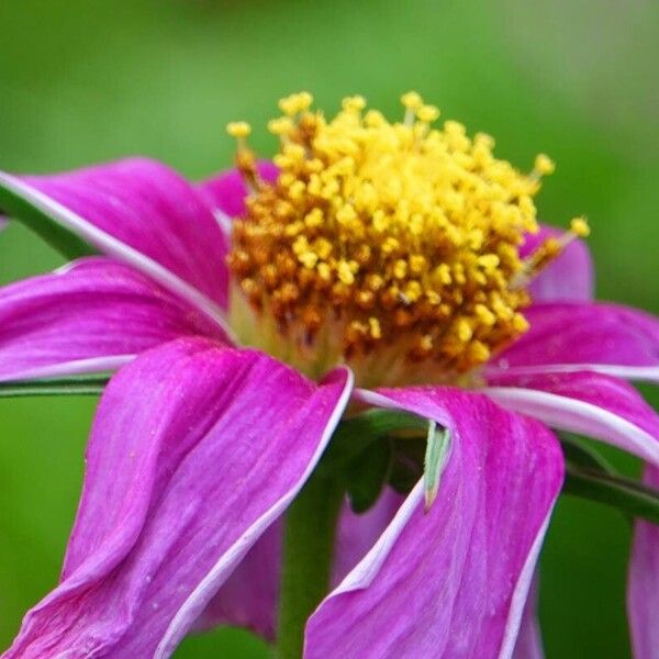 Cosmos bipinnatus Other