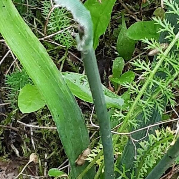 Galanthus elwesii Bark