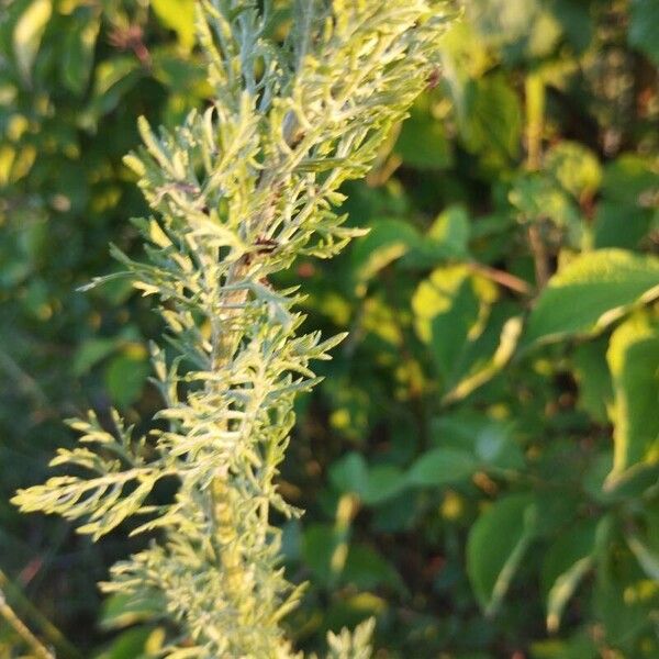 Artemisia pontica Hoja