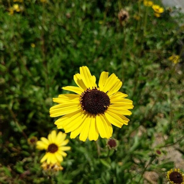 Encelia californica फूल