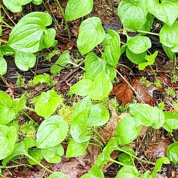 Maianthemum dilatatum Лист