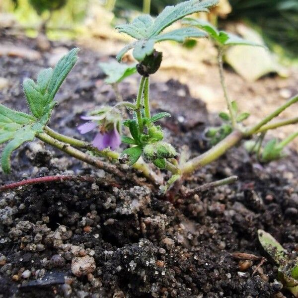 Geranium pusillum 花