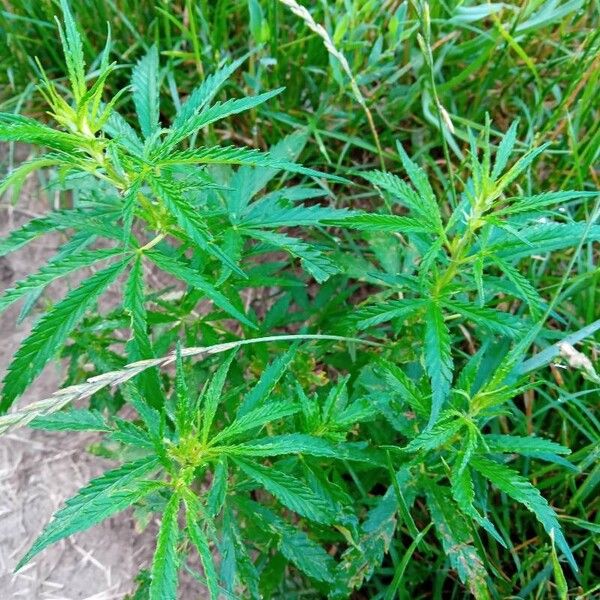 Cannabis sativa Blad