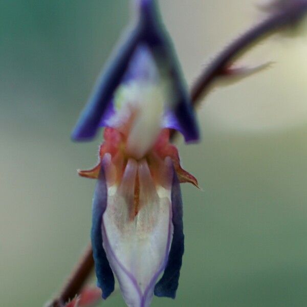 Desmodium triflorum Flor