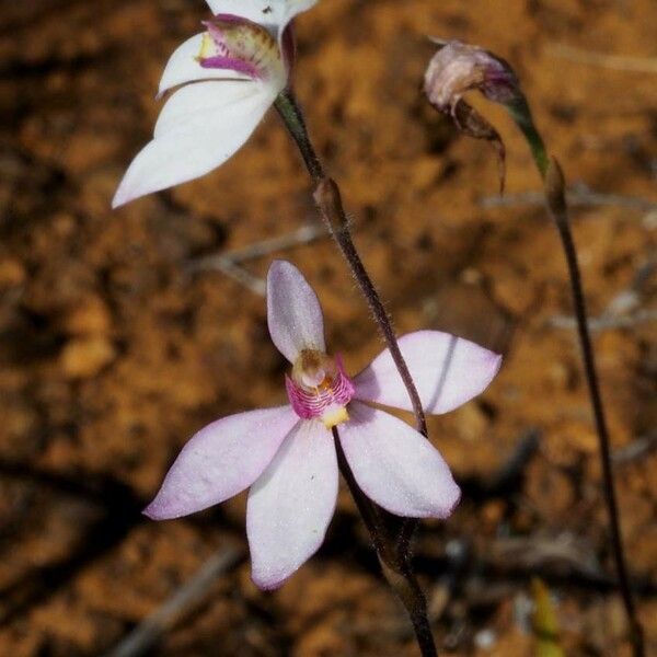 Caladenia catenata Habitus