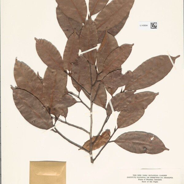 Naucleopsis oblongifolia Blad